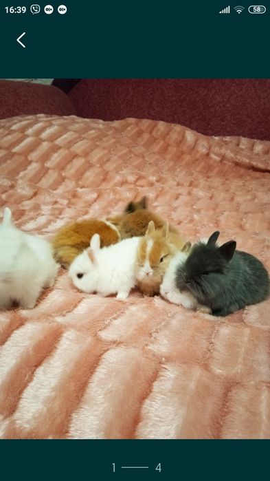 міні кролики декоративні незвичайно маленькі