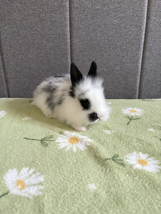 Małe króliczki miniaturki