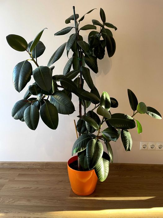 Фікус Еластика Робуста 140 см 1 стебло в горщику з доставкою!