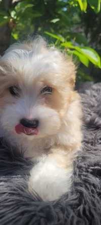 Piesek Maltipoo pudel toy maltańczyk