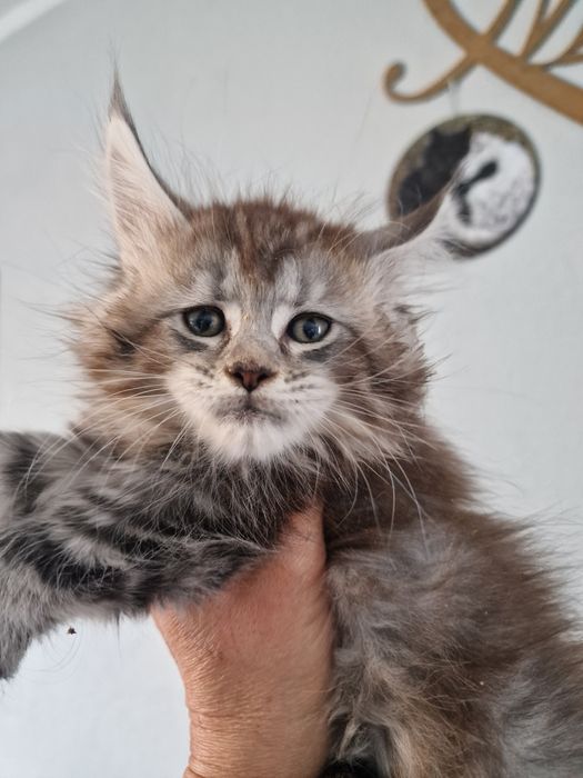 Maine Coon kotka kocięta