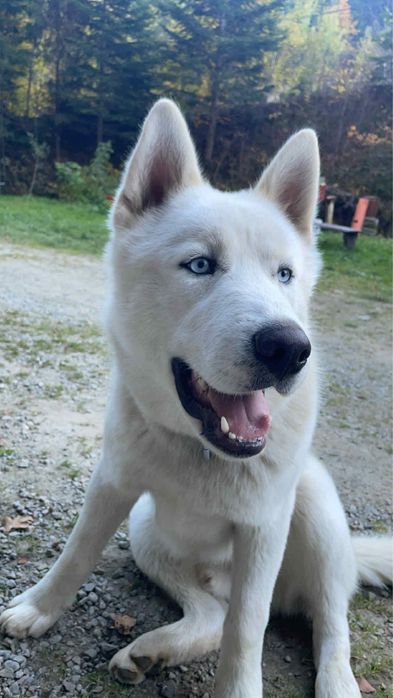 Sprzedam Husky syberian cena