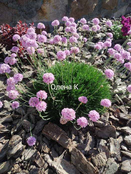 Армерія приморська