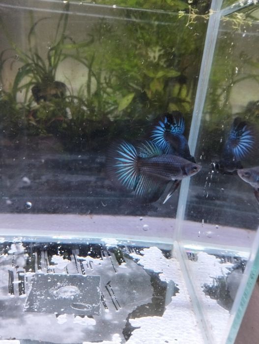 Bettas  Macho – Várias Cores e Padrões