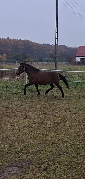 Hucuł wałach sprzedam