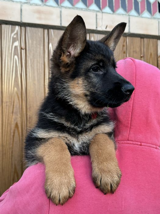 Продам щенки німецької вівчарки