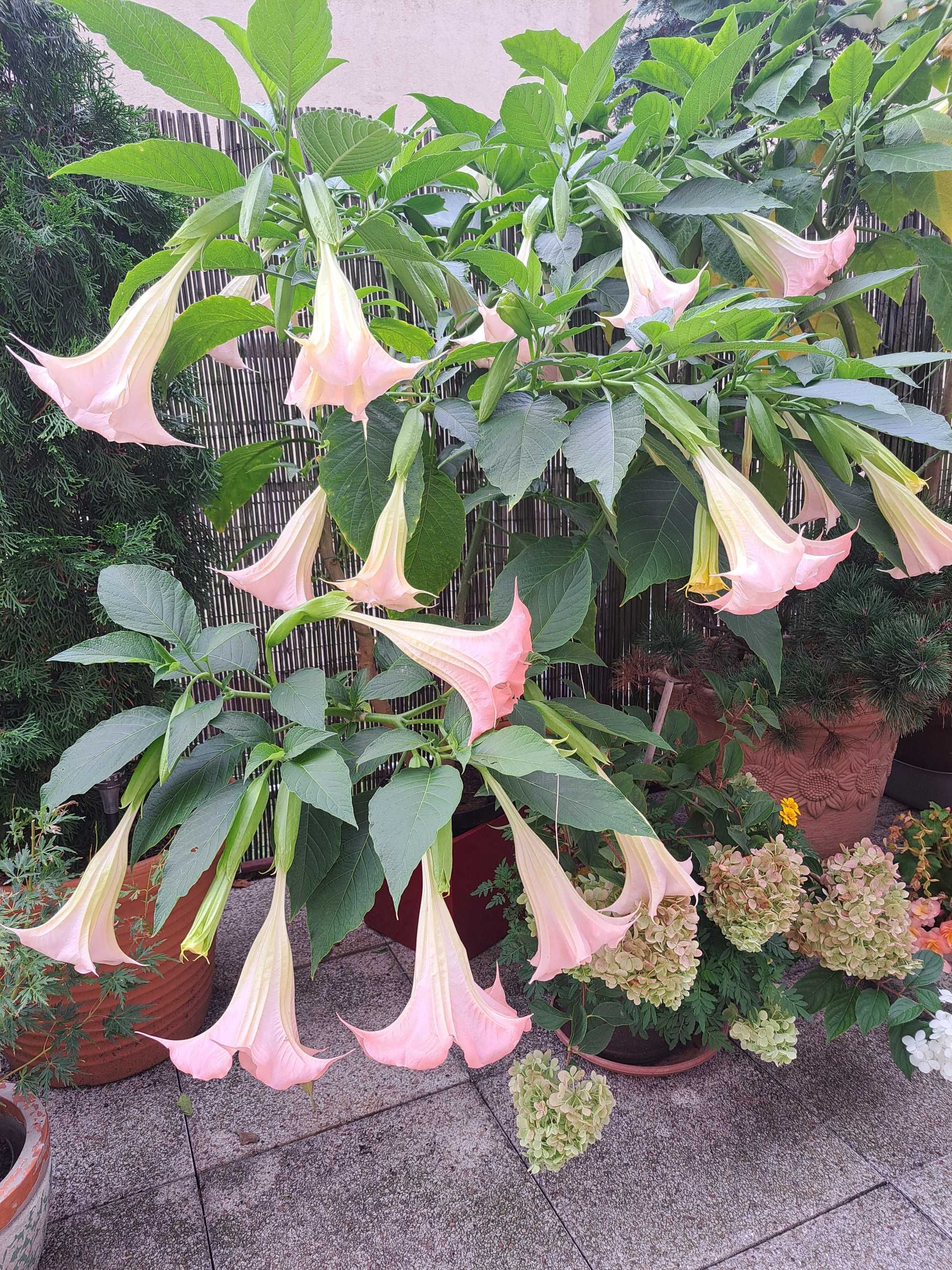 Datura bial̥a, różowa, kremowa, żółta 15-20 cm, 12zł