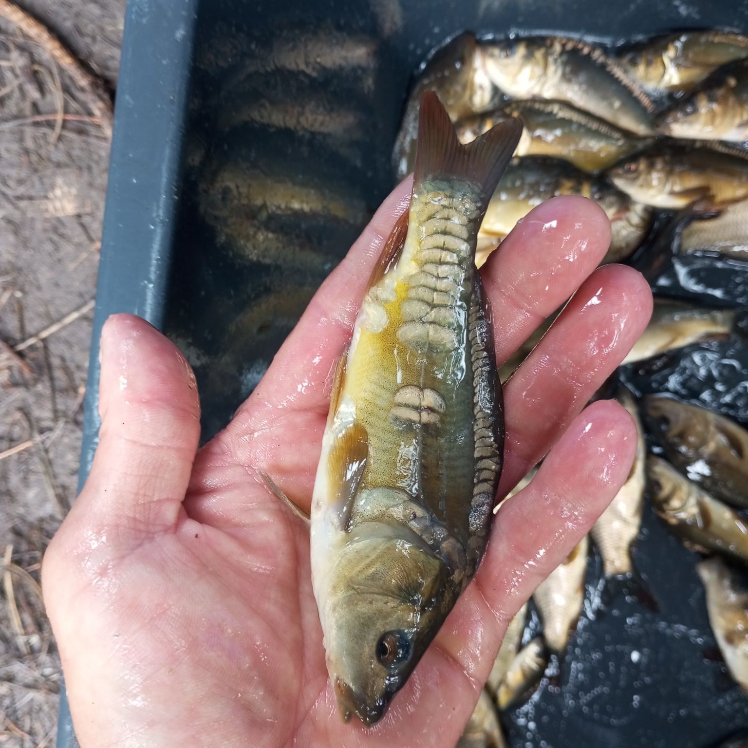 Karp w sprzedaży itd.