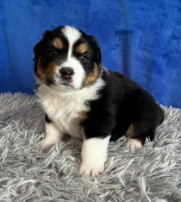 Owczarek australijski piesek tricolor