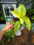 Epipremnum Snów Queen variegata marble