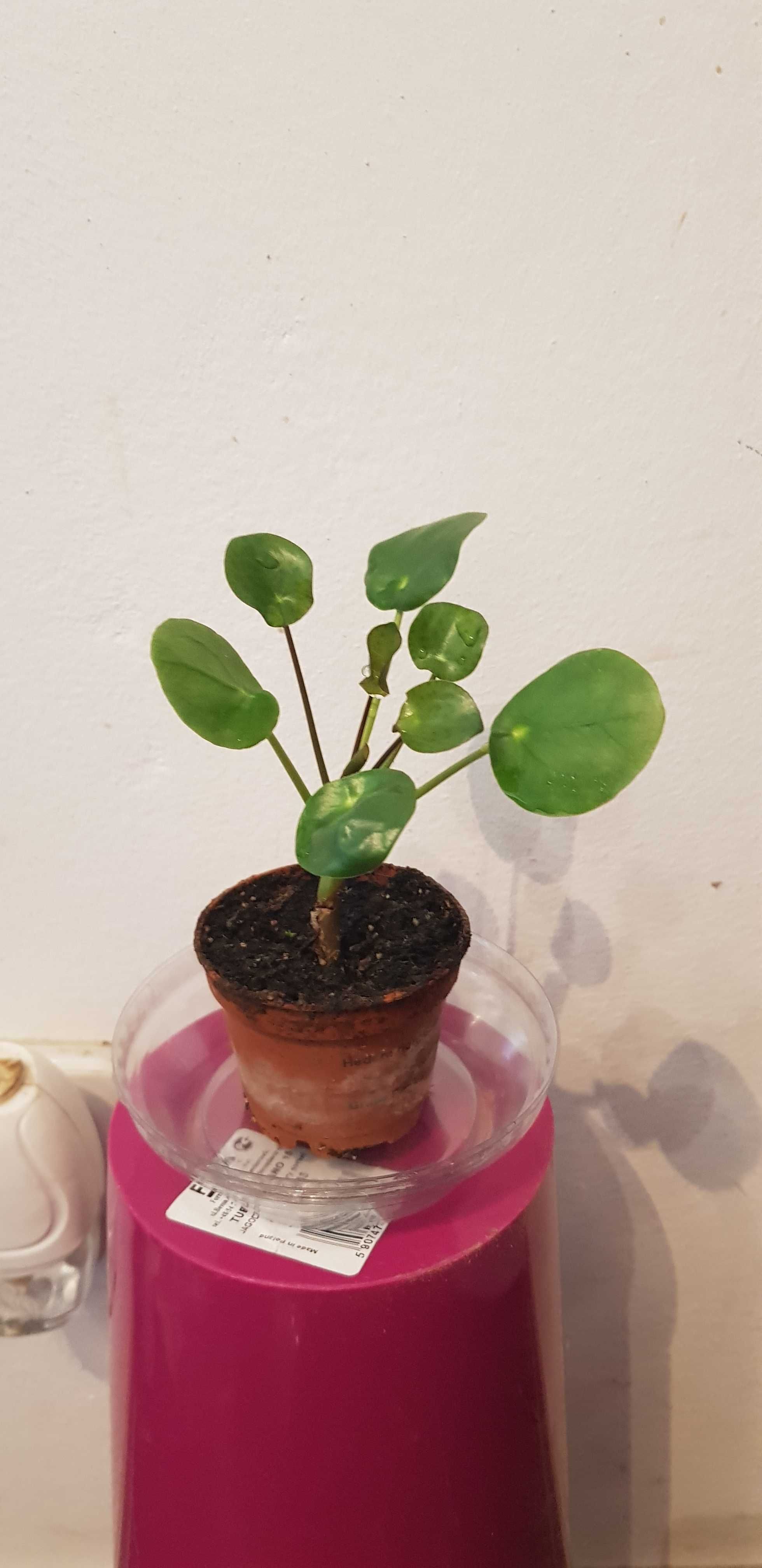 Pilea kwiat " Pieniążek " peperomioides 14cm