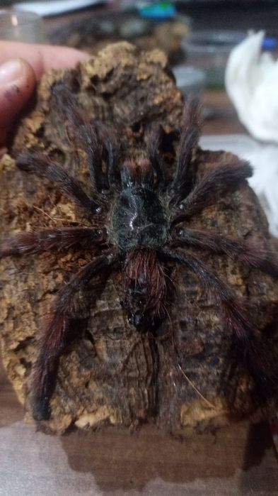 Preparaty na zamowienie