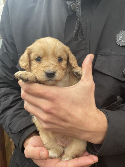 Метіси Кокер-спаніеля