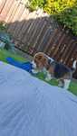 Szczeniak Beagle tricolor