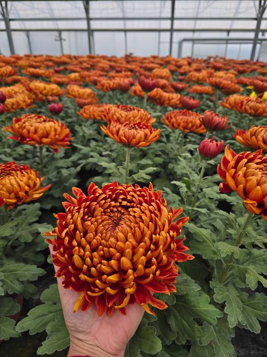 Chryzantemy - różne odmiany