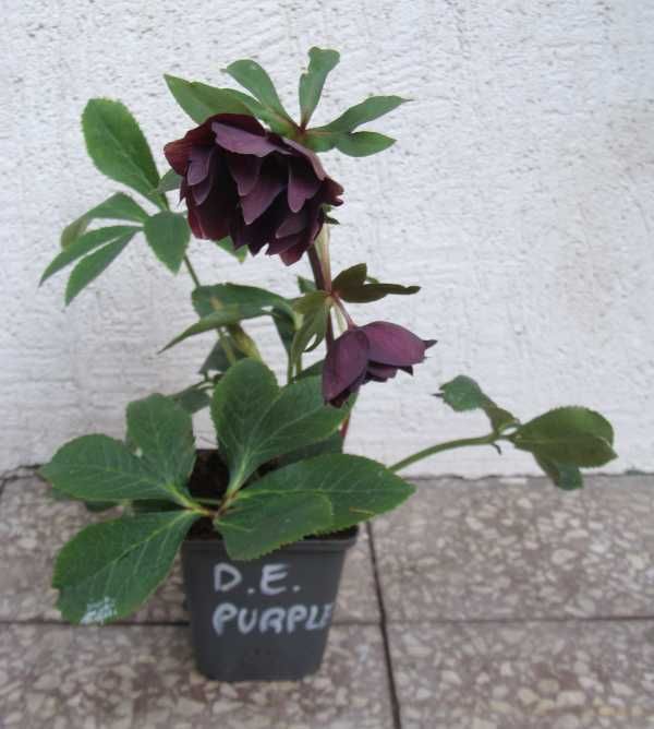 CIEMIERNIK WSCHODNI Double Ellen Purple - sadzonki w doniczkach