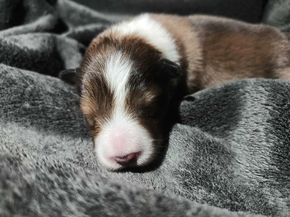 Owczarek szetlandzki sheltie śniady piesek