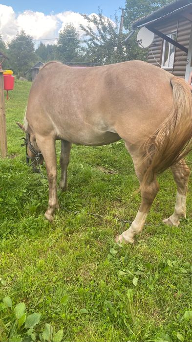 Продам кобилу 4 роки