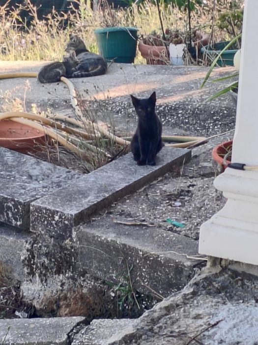 Gatinhos para dar