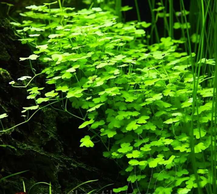 Гидрокотила трипартита. Рослини для акваріума