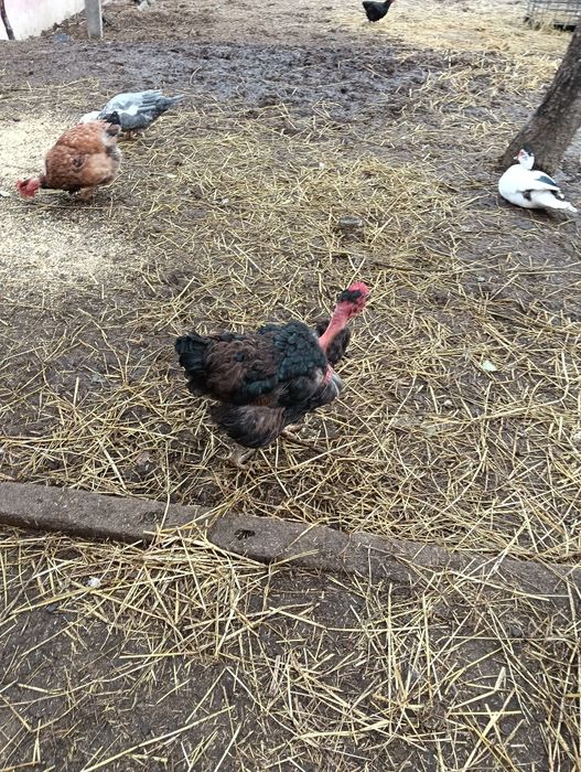 Galinhas caseiras