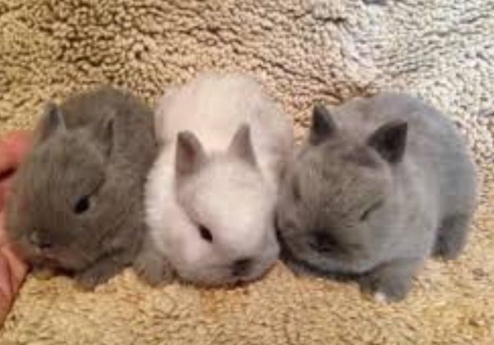 Декоративные кролики белого и серого окраса