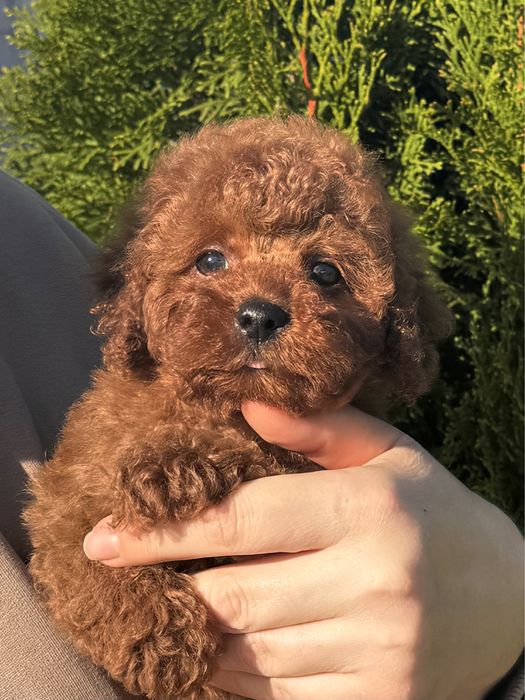 Той пудель дівчинка ред браун