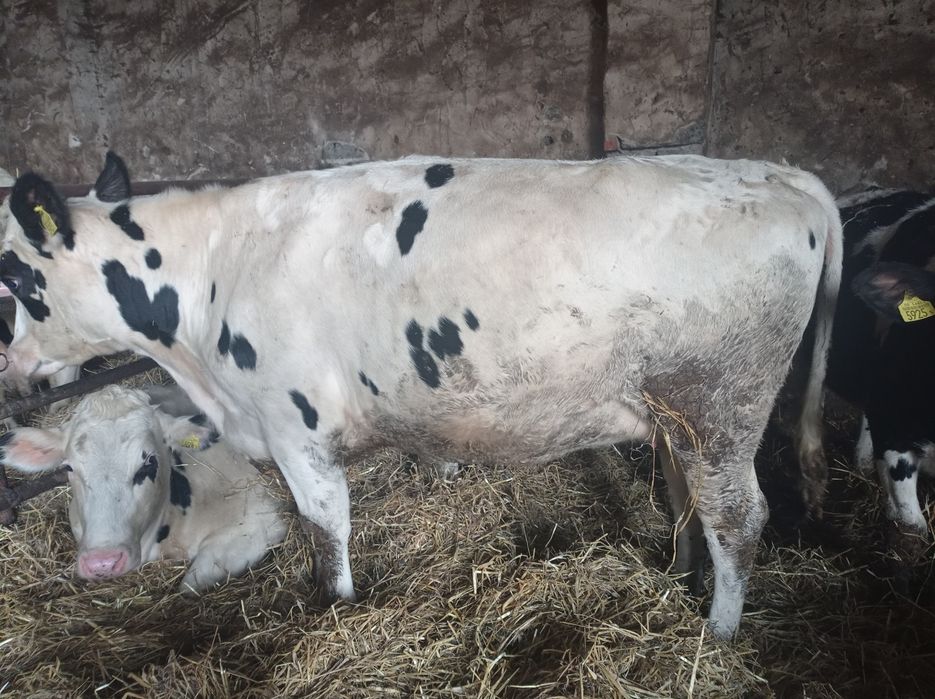Jałówki cielne   styczeń/luty