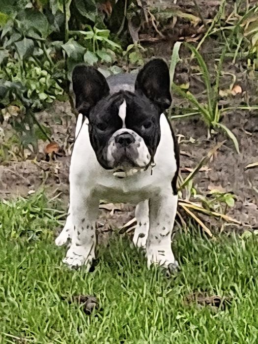 Buldog Francuski