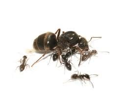 Mrówki Lasius niger. Doskonałe dla po czątkujących Królowa + robotnice