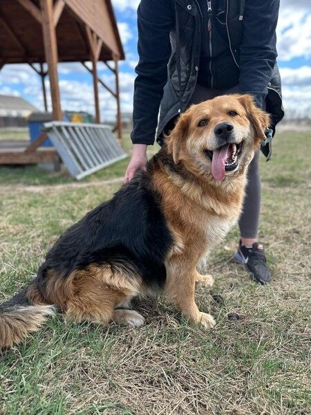 Duża, kudłata i kochana - czego chcieć więcej?
