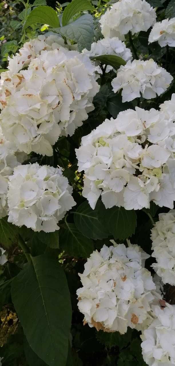 Hortênsias | Granjas | Hidrângeas - plantas em vaso