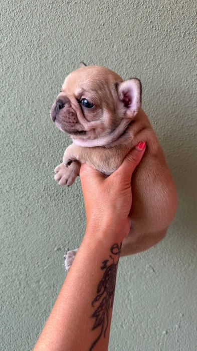 Bulldog francês Macho