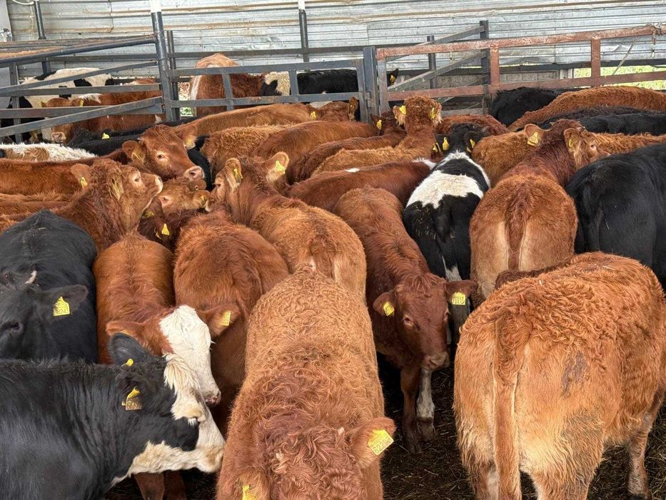 Jałowki limousine i mieszance