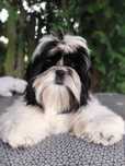 Shih Tzu suczka z metryką rodowodem ZKwP FCI