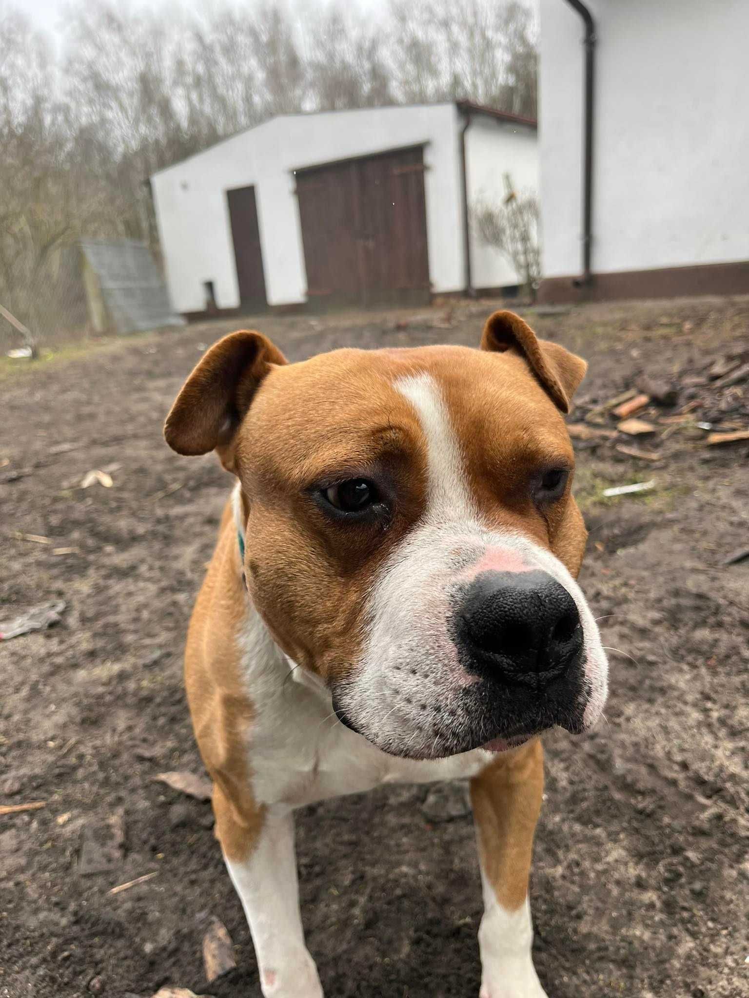 Oluś amstaff do adopcji