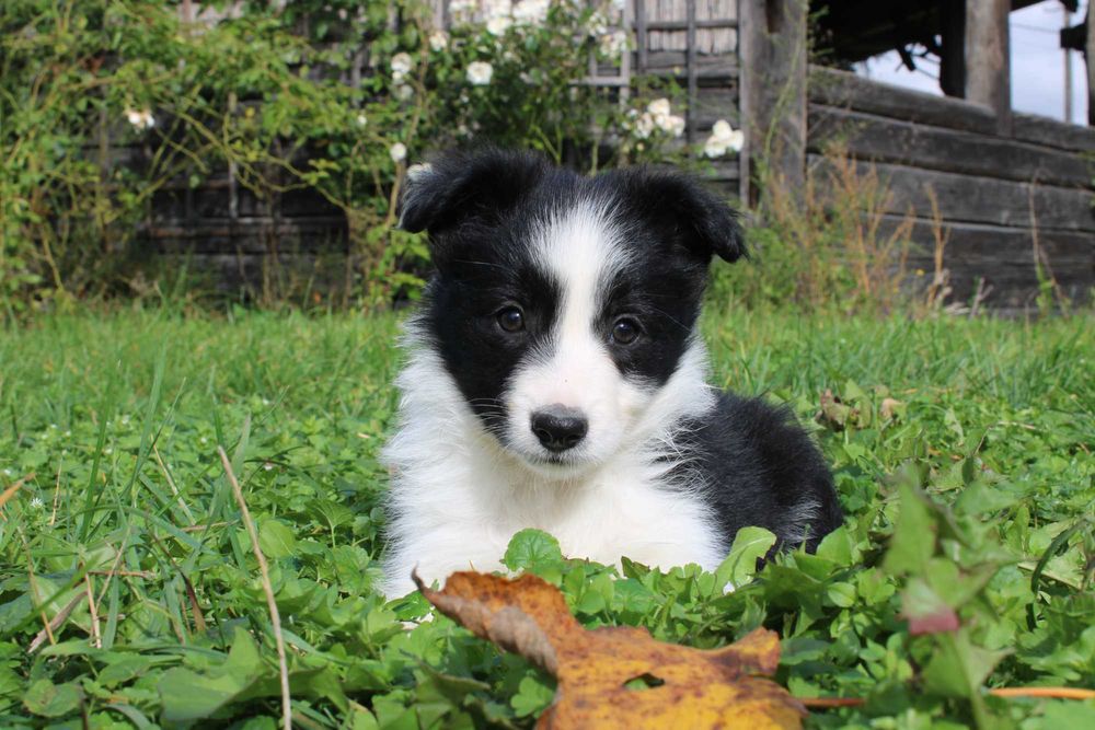 Border Collie suczka czarno biała