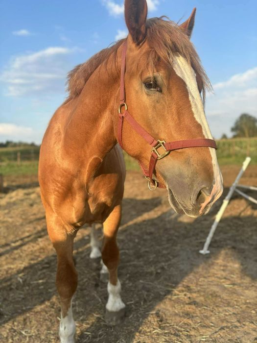 Dwuletni wałach do bezpłatnej adopcji