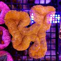 Lobophyllia - Orange Ultra, lps, morskie, akwarium, Koralowiec