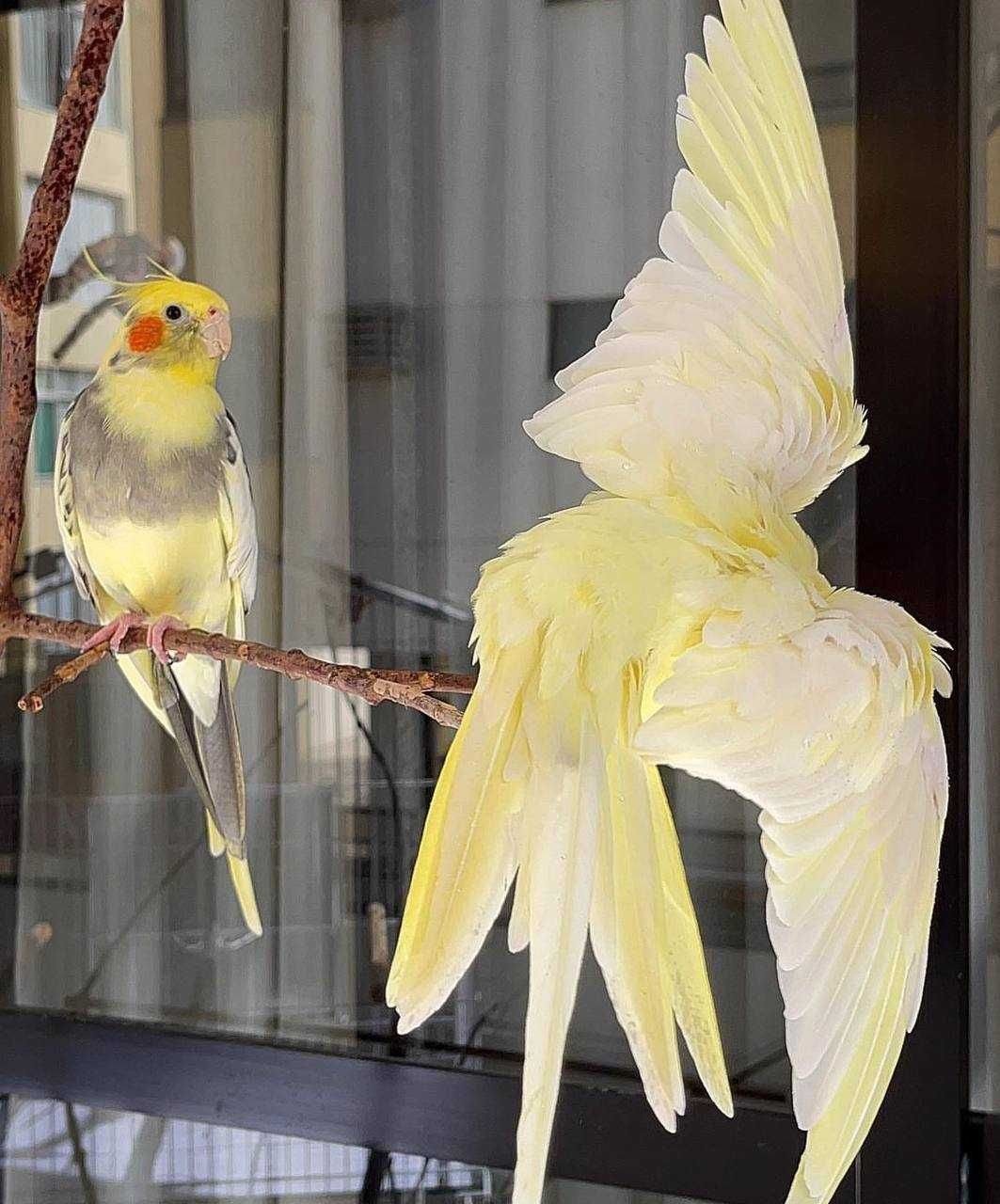 Повітряний акробат - папуги Корелла