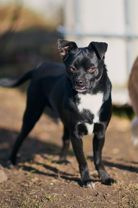 Маленький песик. Притулок