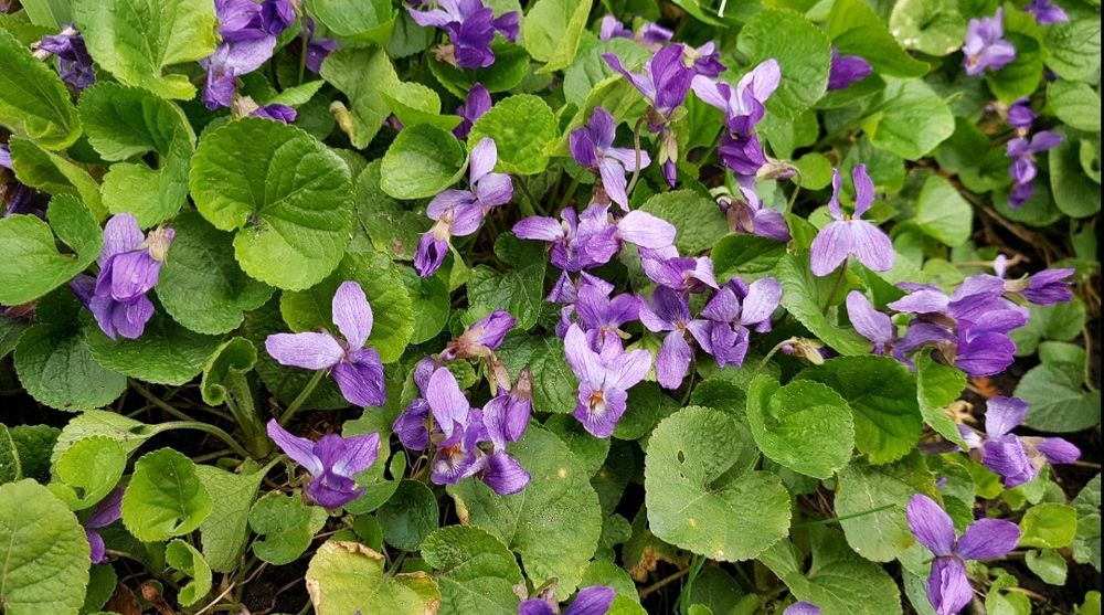 Седум чи Очиток ВИДНИЙ- багaторічник фіалка