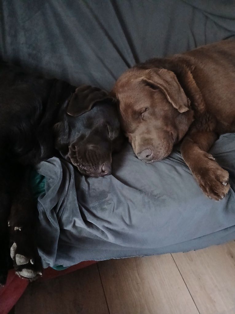 Labrador czekoladowy szczeniak