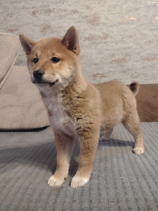 Shiba Inu piesek