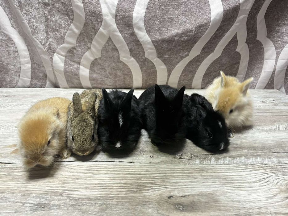 Декоративні кролики