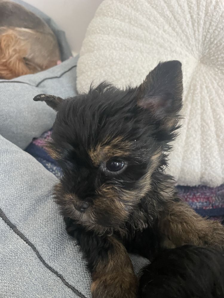 Yorkshire Terrier  chlopczyk
