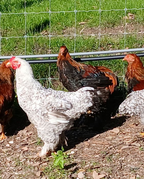 Frangos Brahma puros