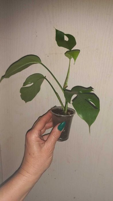 Монстери Обліква Перу, Адансона, Манкі, Мініма кімнатні квіти