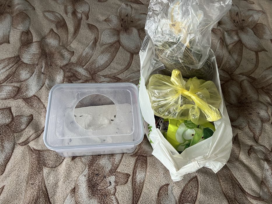 Шиншила із кліткою