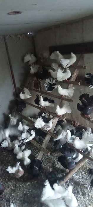 Sprzedam gołębie pawiki, likwidacja hodowli !